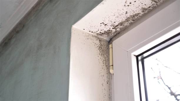 Best Attic Mold Removal  in Garland, TX