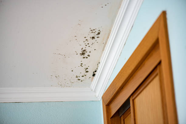 Best Toxic Mold Removal  in Garland, TX