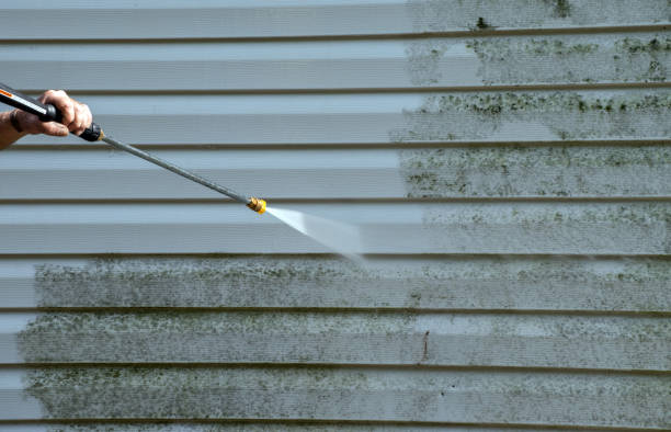 Best Black Mold Removal  in Garland, TX
