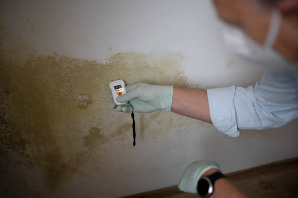 Best Professional Mold Removal  in Garland, TX