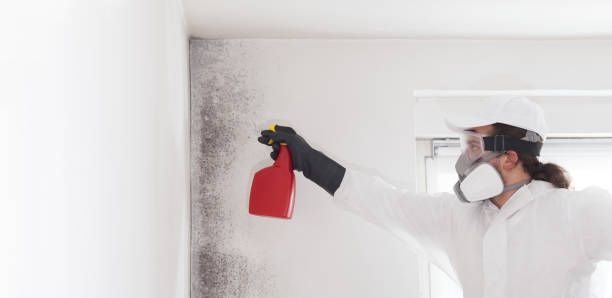 Best Best Mold Removal Companies  in Garland, TX