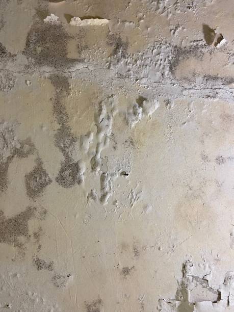 Mold Removal Process in Garland, TX