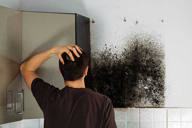 Best Commercial Mold Removal  in Garland, TX