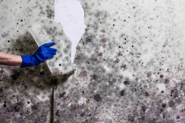 Best Professional Mold Removal  in Garland, TX